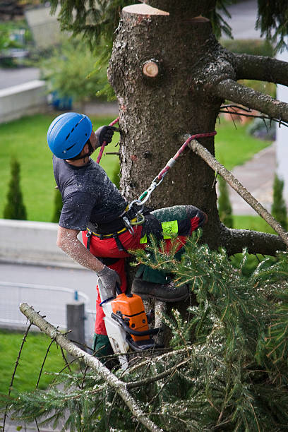 Trusted Honeoye Falls, NY Tree Removal Experts